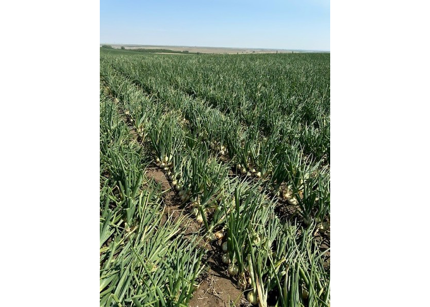 Washington onion crop looking strong for F.C. Bloxom Co. The Packer